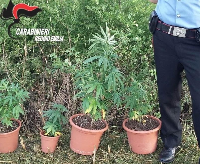 Coltivazione di marijuana nella zona industriale 