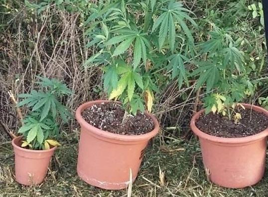 Coltiva marijuana in casa, arrestato un giovane di Correggio