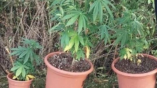 Coltiva marijuana in casa, arrestato un giovane di Correggio