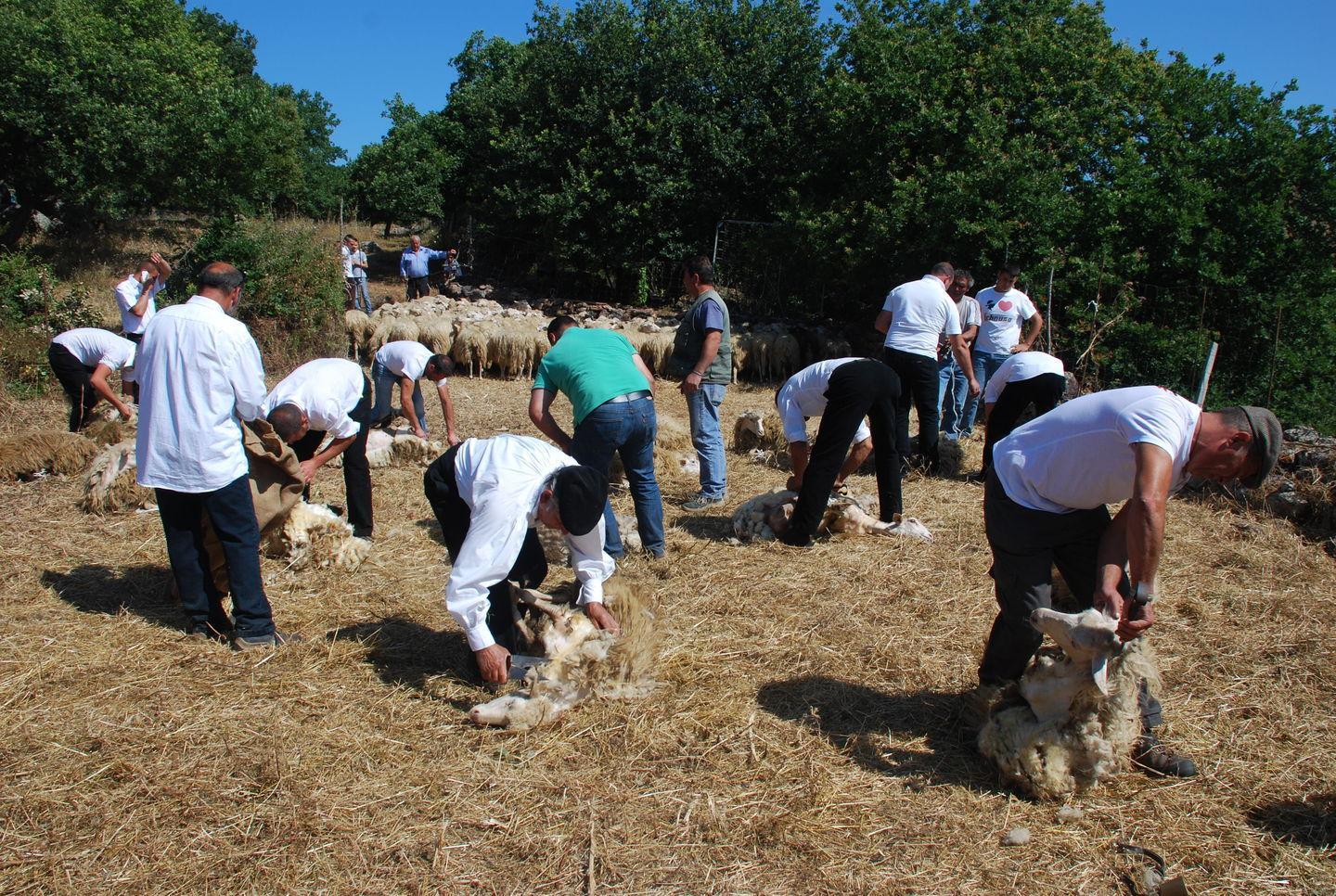 Festa della tosatura, trasferta in Piemonte