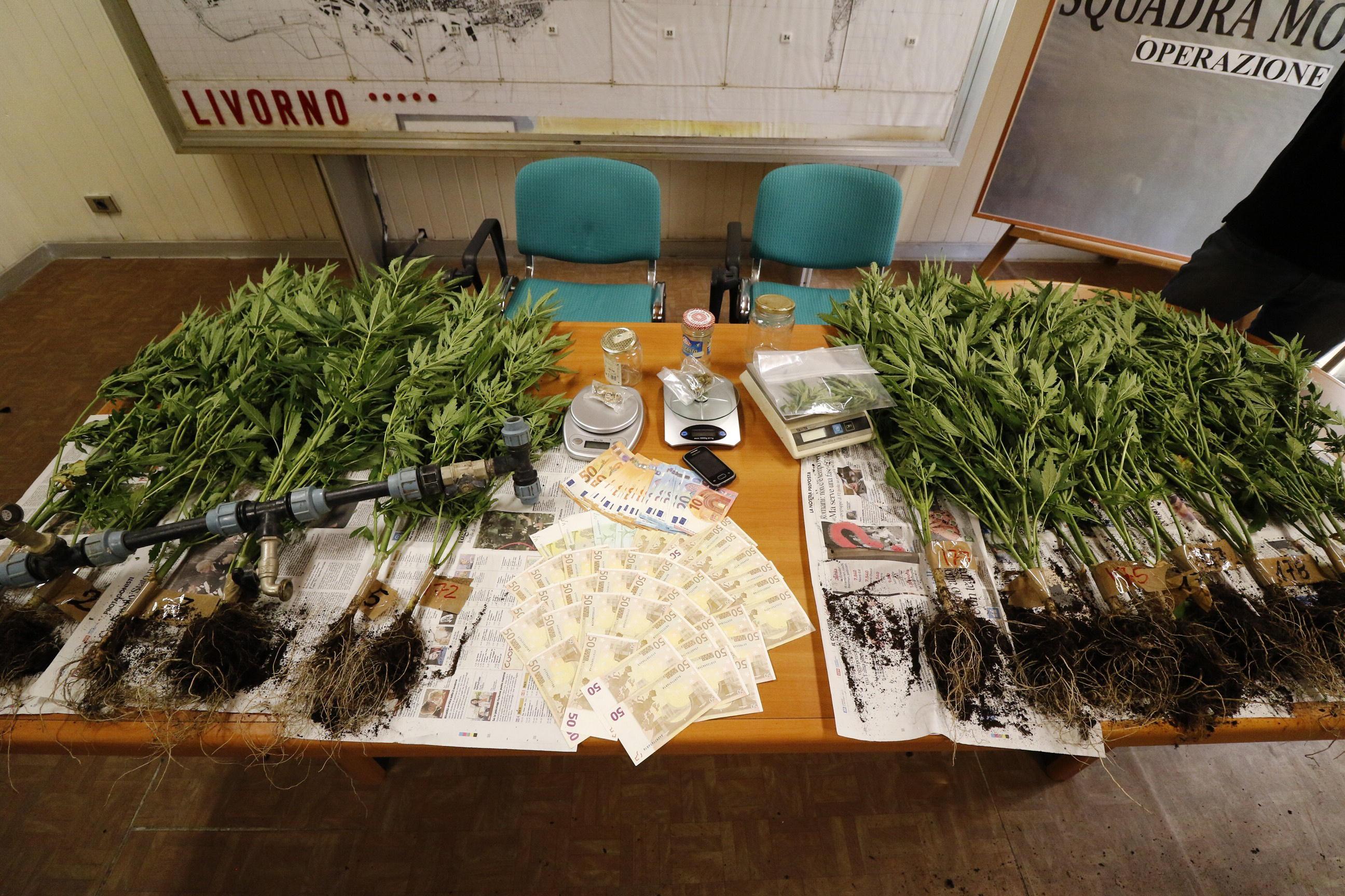 Coltivava quasi 200 piante di marijuana: arrestato livornese 
