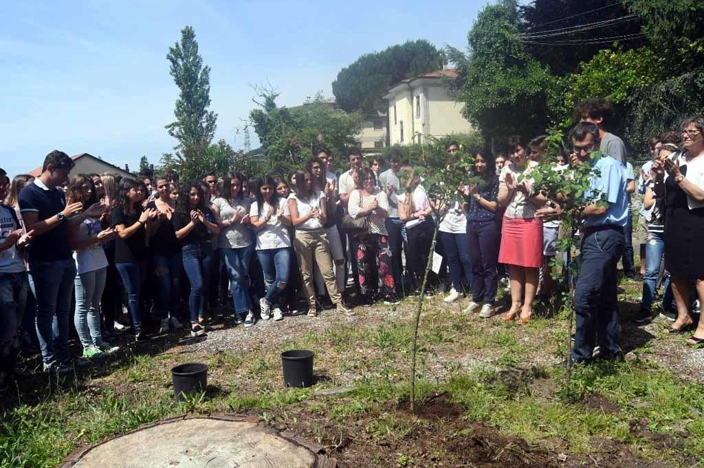Una delle piantine di rose bianche in ricordo di Alessio Zanetti
