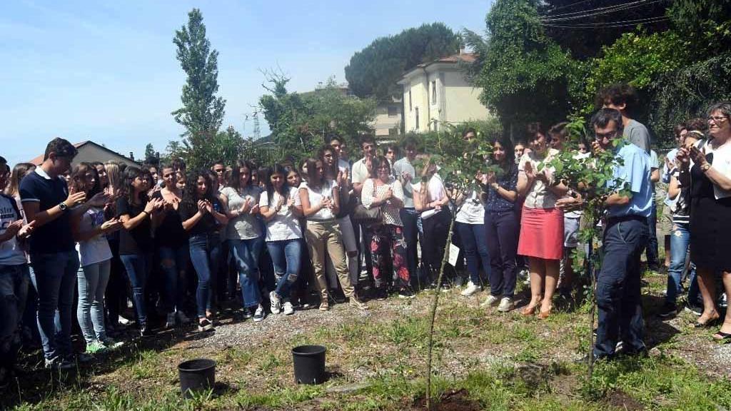 Una delle piantine di rose bianche in ricordo di Alessio Zanetti