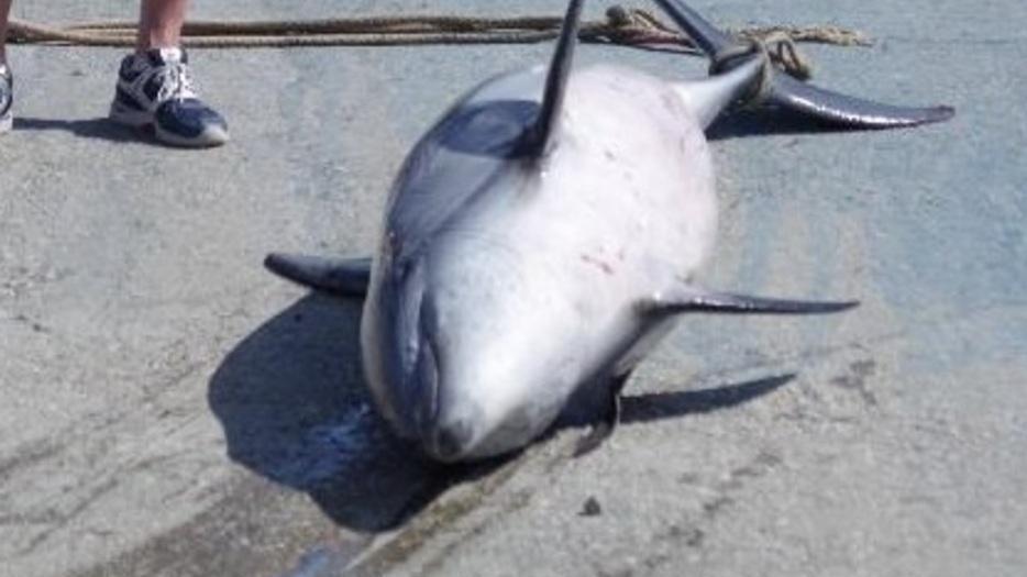 Recuperato un grosso delfino morto