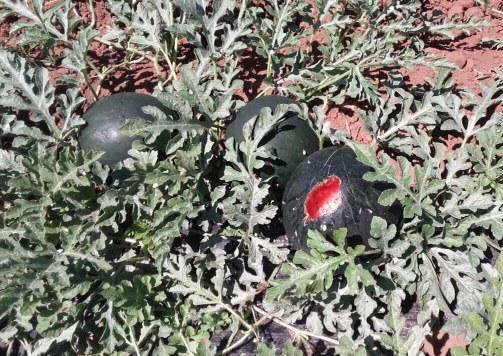 Cinghiali e cornacchie devastano le colture agricole