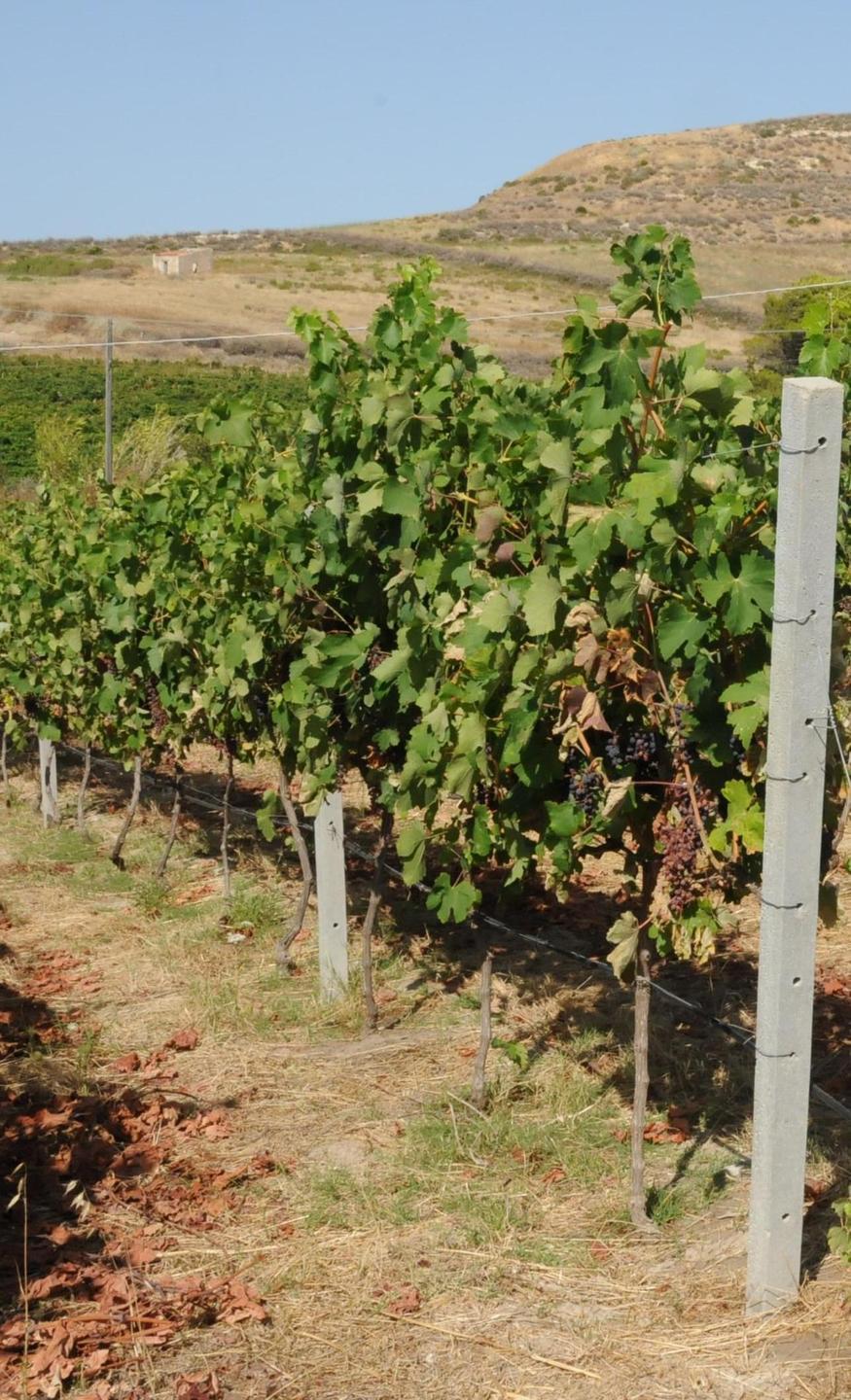 Certificazioni a Valoritalia