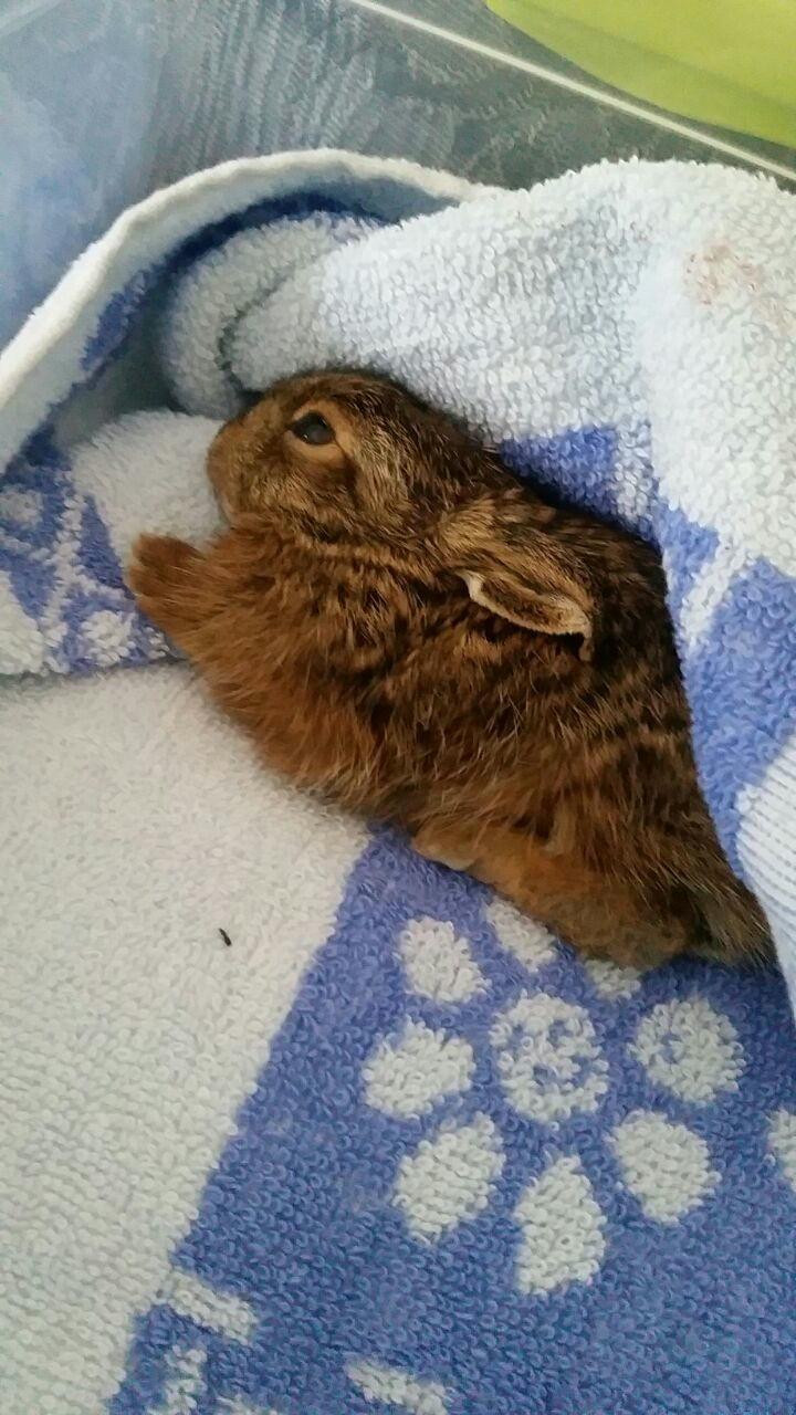 Cucciolo di lepre soccorso dai volontari del servizio recupero fauna selvatica Wwf
