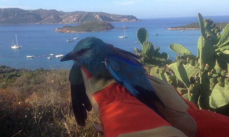 La ghiandaia di mare riprende il volo