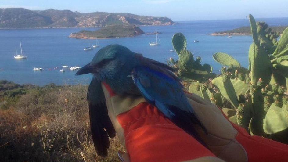 La ghiandaia di mare riprende il volo
