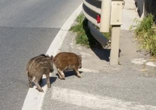 Cinghiali contro le auto «Ora la Provincia paga» 