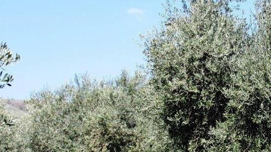 A Paulilatino il Parco degli ulivi