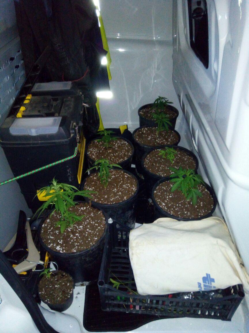 Le piante di marijuana trovate dalla Polizia municipale con i due pastori tedeschi