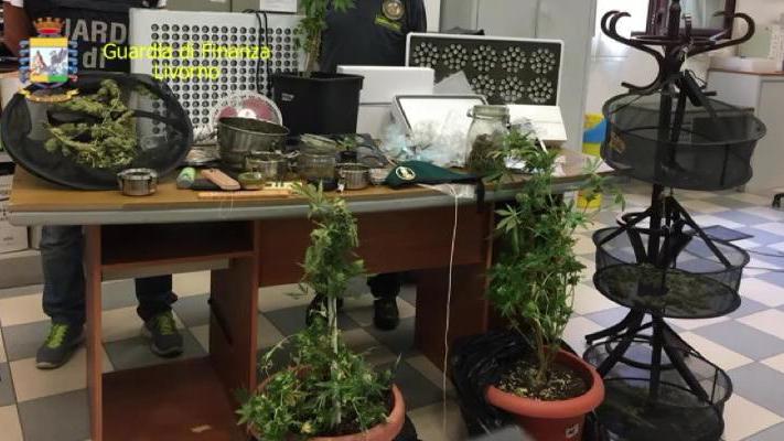 La marjuana sequestrata dalle Fiamme Gialle