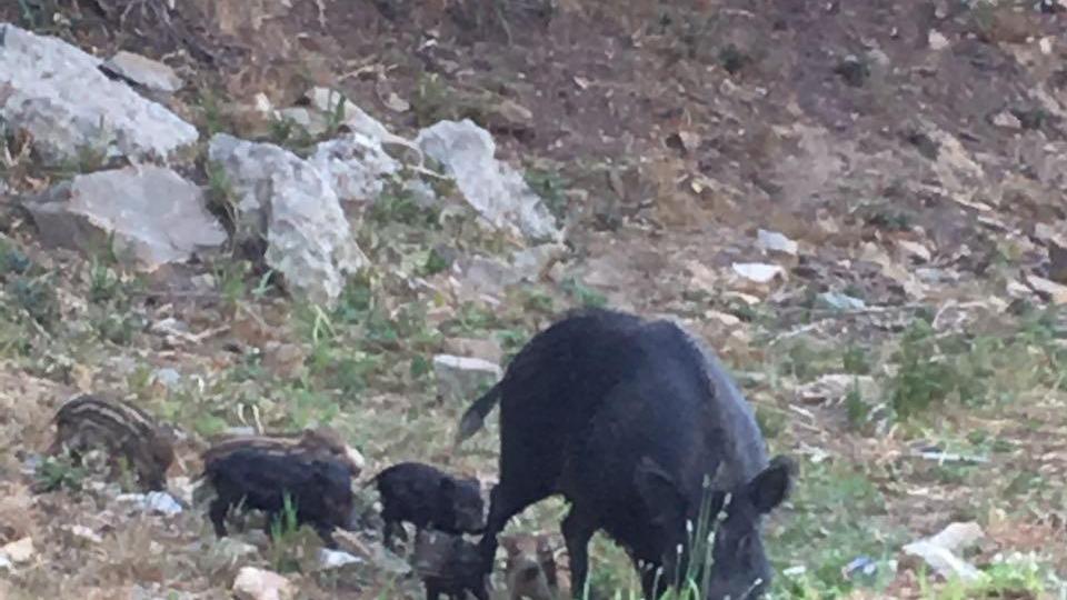I cuccioli di cinghiale sugli scogli