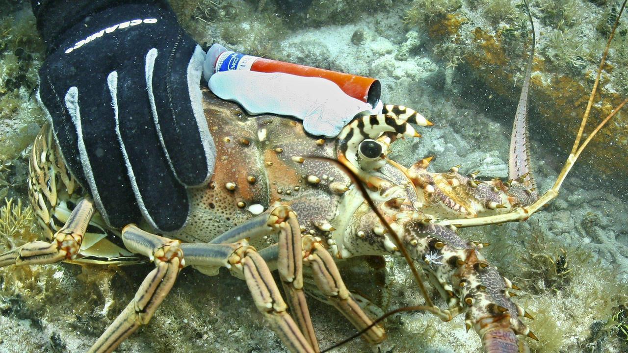 Vietato tenere gli astici vivi nel ghiaccio
