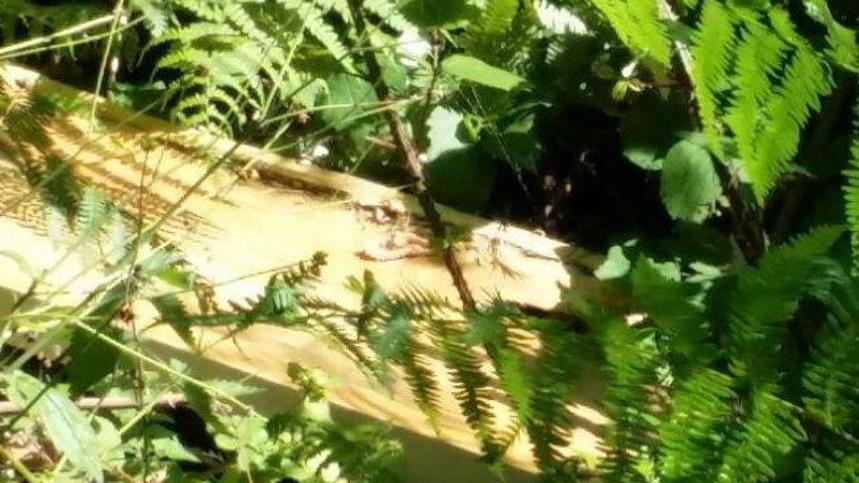 Rifiuti abbandonati:c’è anche una cassa da morto
