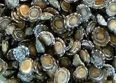 Le patelle si muovono come i pescecani