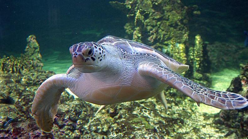 Catturate ogni anno 50mila tartarughe marine