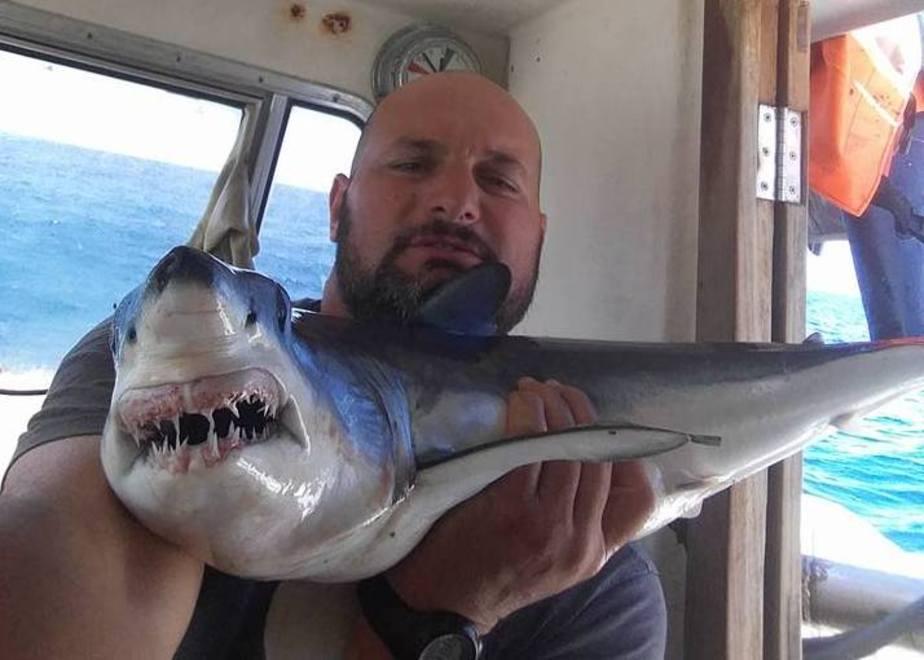 Spunta la pinna, sono gli squali di Castiglioncello 
