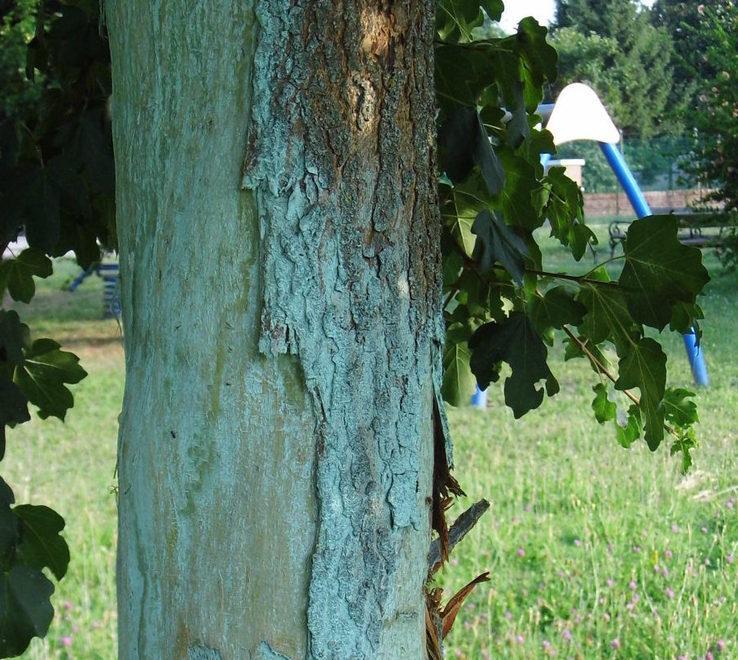 Vandali a Ospitale, anche gli alberi finiscono nel mirino  