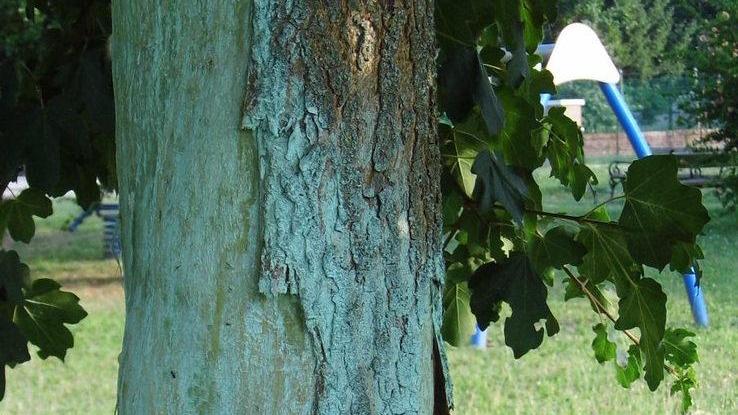 Vandali a Ospitale, anche gli alberi finiscono nel mirino