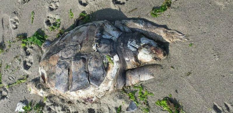 Ritrovato spiaggiato un esemplare di Caretta caretta