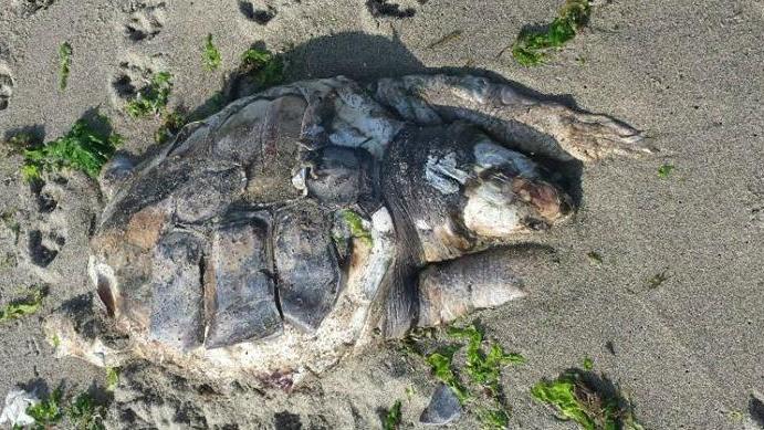 Ritrovato spiaggiato un esemplare di Caretta caretta