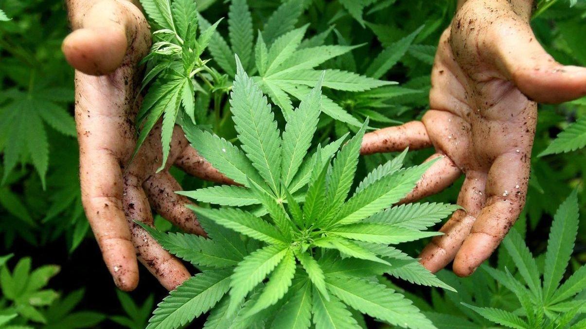 Coltivava marijuana, i carabinieri arrestano agricoltore di Mores