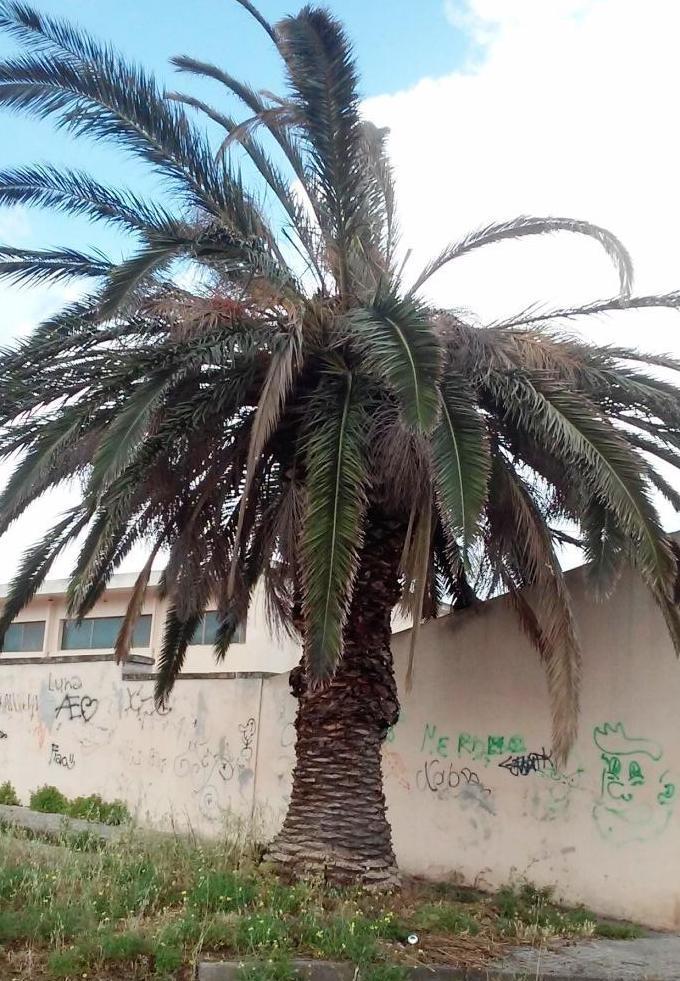 Ossi, il verde cambia look con i “tagli” del Comune  