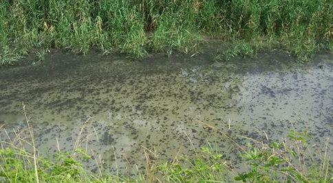 Portomaggiore, segnalazioni al sindaco 