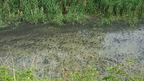 Portomaggiore, segnalazioni al sindaco