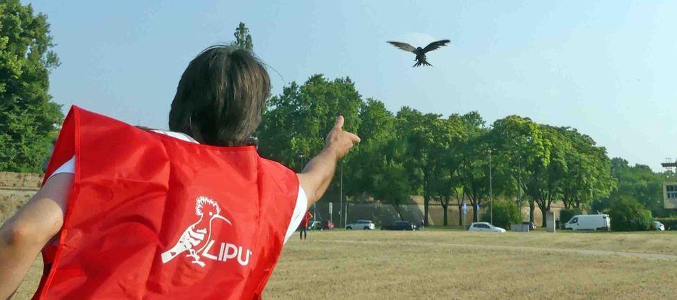 La Lipu libera 10 rondoni  piccoli uccelli migratori