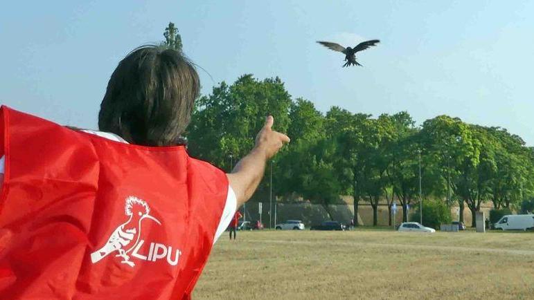 La Lipu libera 10 rondoni piccoli uccelli migratori