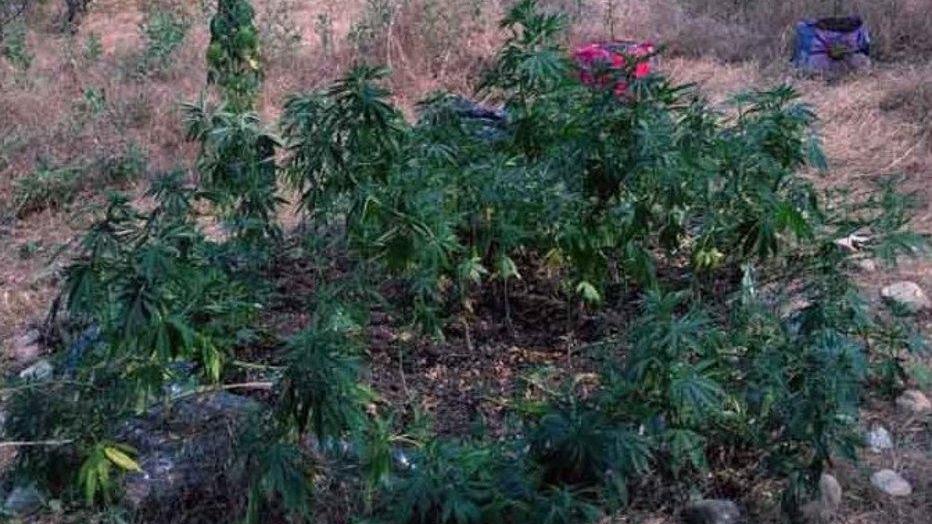 Piante di marijuana nell’azienda dismessa