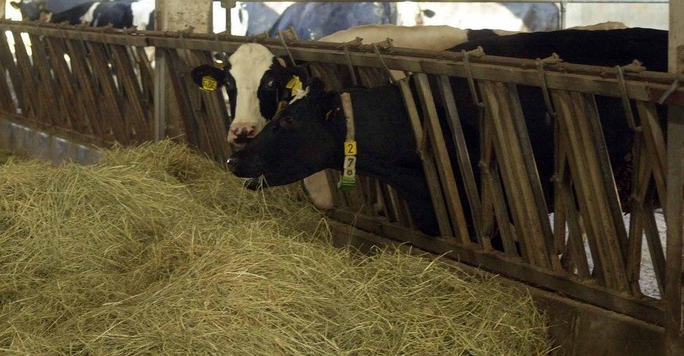 «Nei campi si è dimezzato il foraggio» 