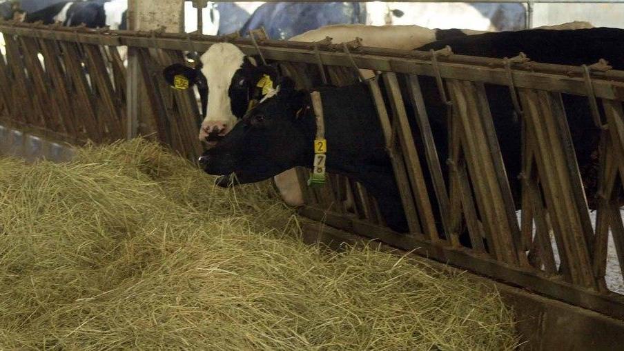 «Nei campi si è dimezzato il foraggio»