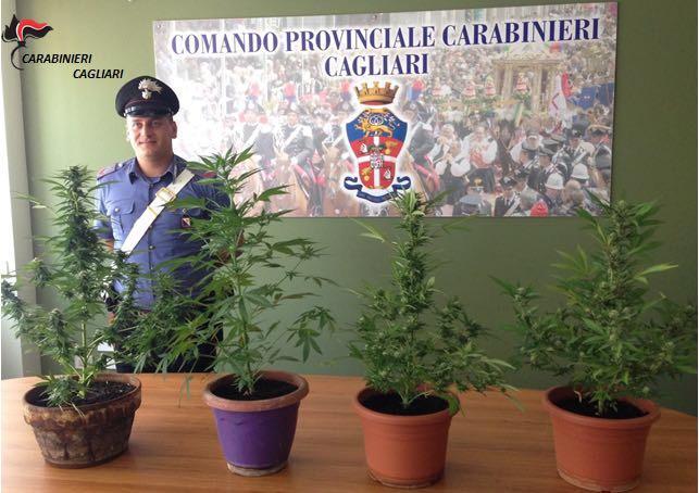 Le piante di marijuana sequestrate dai carabinieri (foto Mario Rosas)