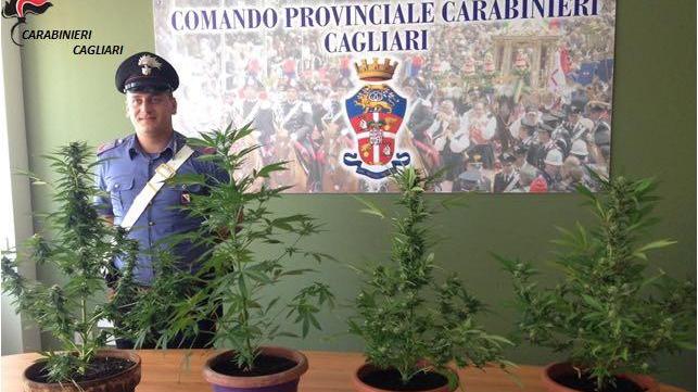 Le piante di marijuana sequestrate dai carabinieri (foto Mario Rosas)
