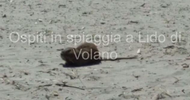 La nutria in spiaggia