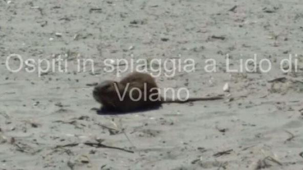 La nutria in spiaggia