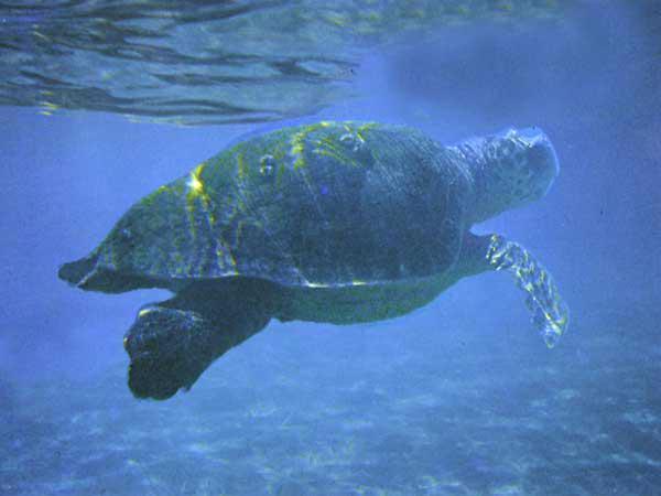 Una tartaruga Caretta Caretta