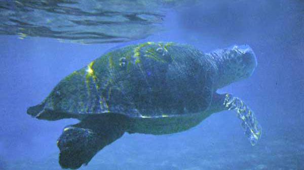 Una tartaruga Caretta Caretta