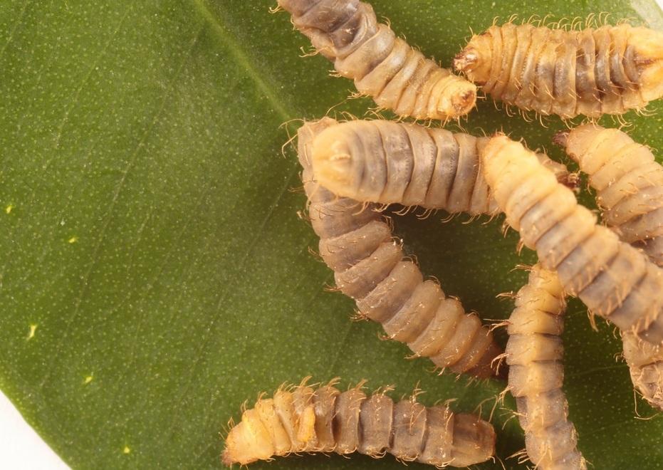 Modena, l'università alleva le “mosche soldato” per produrre plastica  