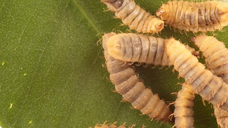 Modena, l'università alleva le “mosche soldato” per produrre plastica