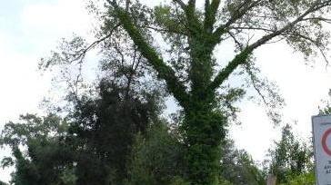 litorale: decine di sanzioni per la sosta
