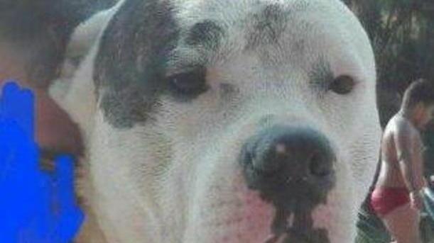 Sos per Cirillo, pitbull sparito dopo lo schianto in auto
