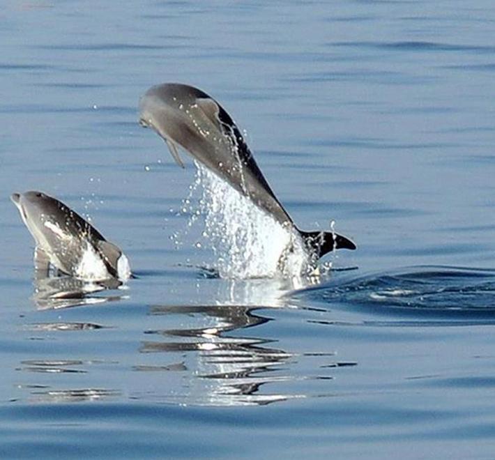 Mostra “A pelo d’acqua” Scatti di vita in mare