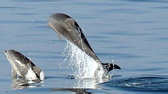 Mostra “A pelo d’acqua” Scatti di vita in mare