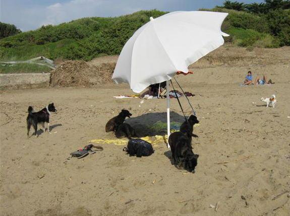 Cani in spiaggia, doppio regime 