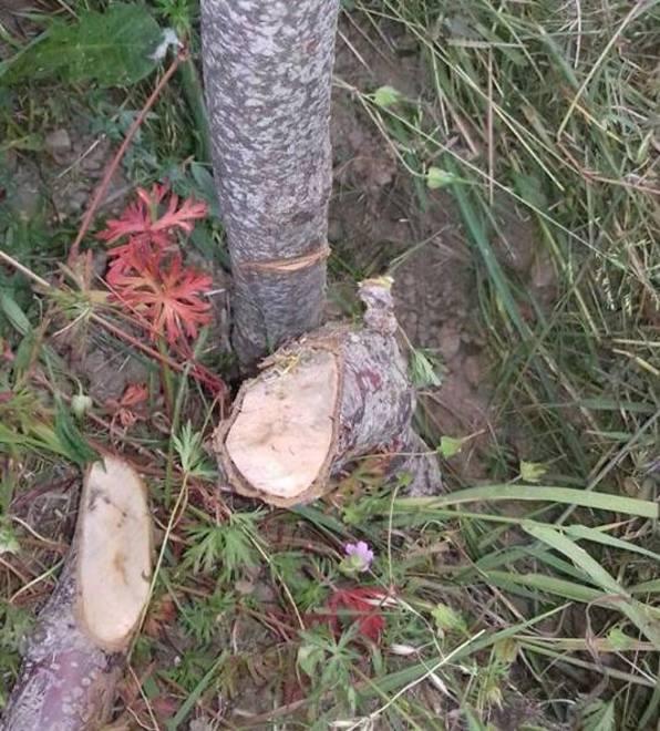 Novanta ciliegi abbattuti I proprietari fanno denuncia